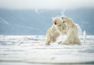 Two polar bears fight over a meal