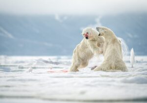 Two polar bears fight over a meal